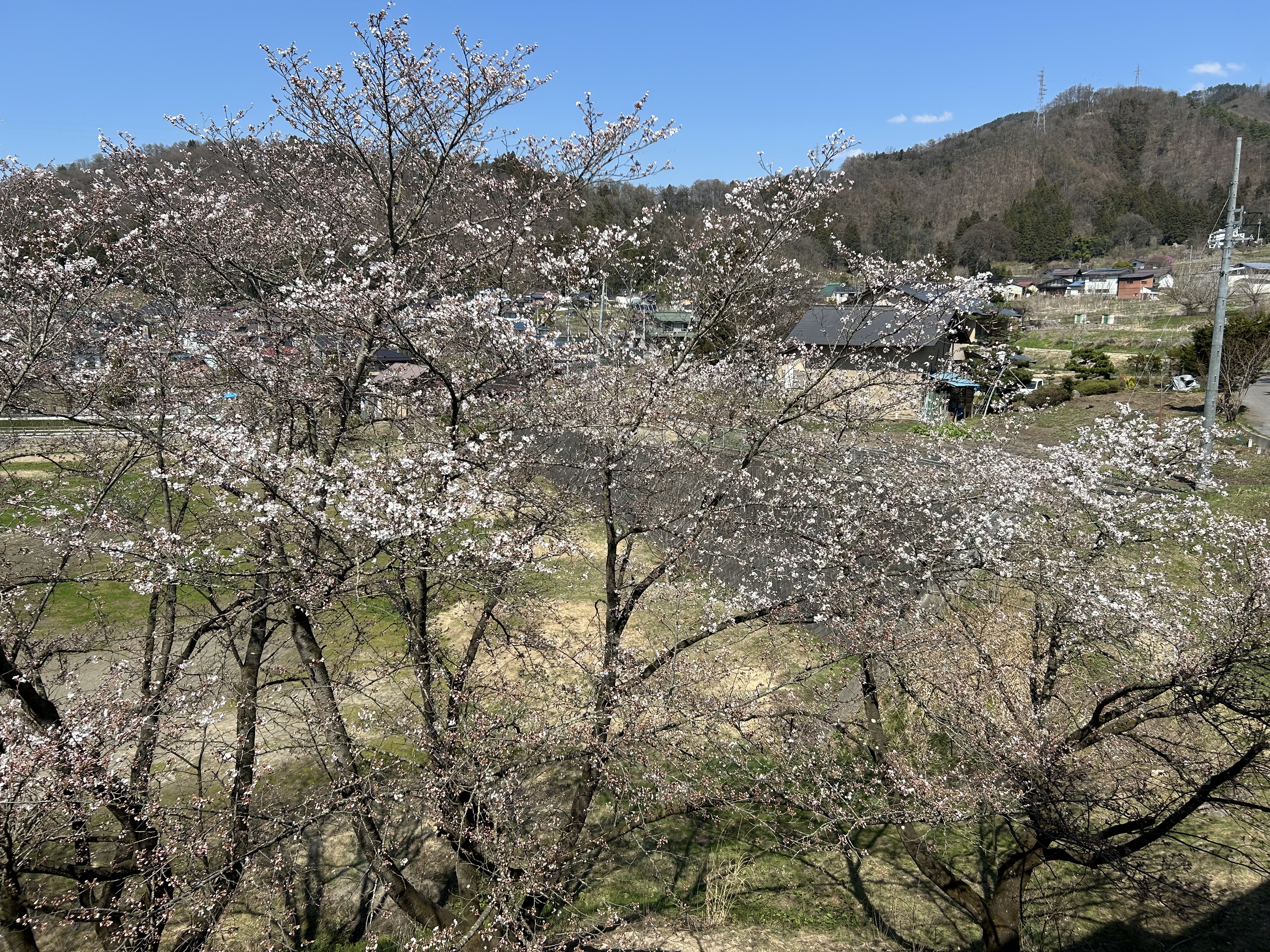 ポプリ役でしたよね！